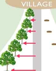 Traffic Calming Trees