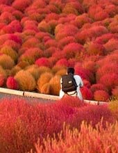 Autumn colours in Japan